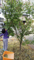 高岡庭苑日記