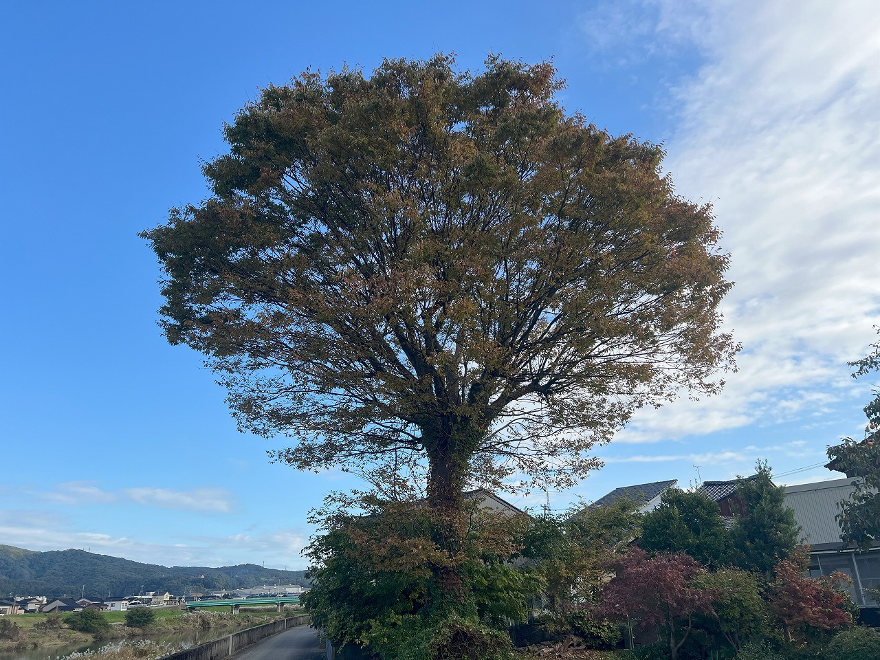 大ケヤキの管理