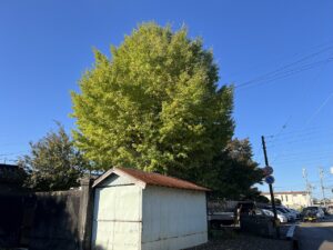 大木の剪定を行いました